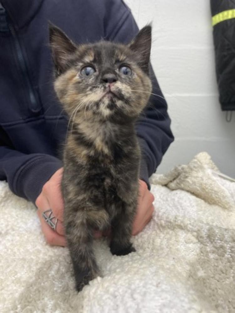 Shelter Stray Female Cat last seen Seattle, WA 98118, Seattle, WA 98119