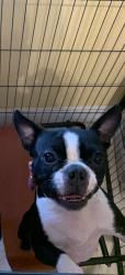 Lost Female Dog last seen east 1st 12 street hialeah , Hialeah, FL 33010