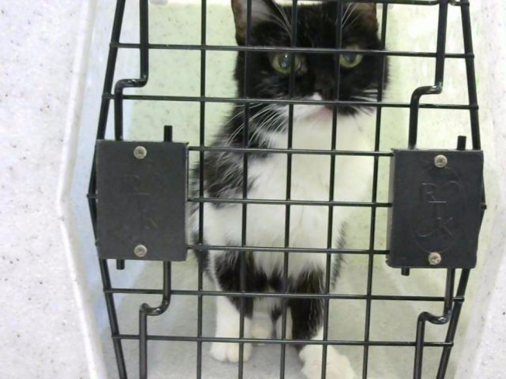 Shelter Stray Female Cat last seen Near BLOCK CALYDON CT - 1 WEEK, Murfreesboro, TN 37129