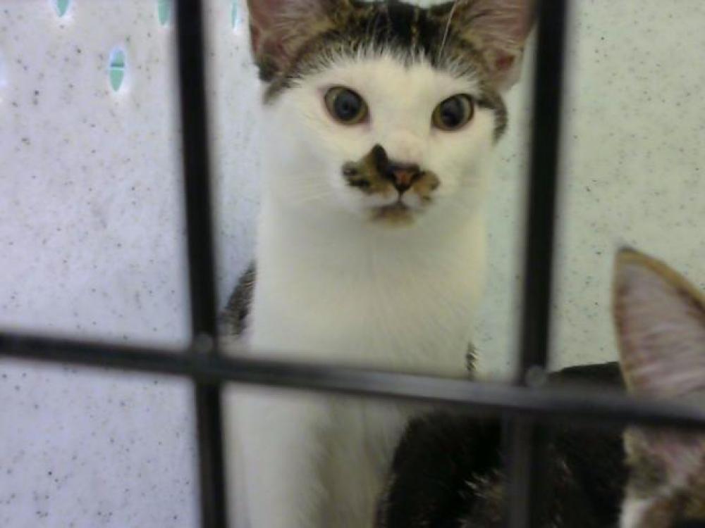 Shelter Stray Female Cat last seen RIVERTRACE APTS- 6 DAYS, Murfreesboro, TN 37129