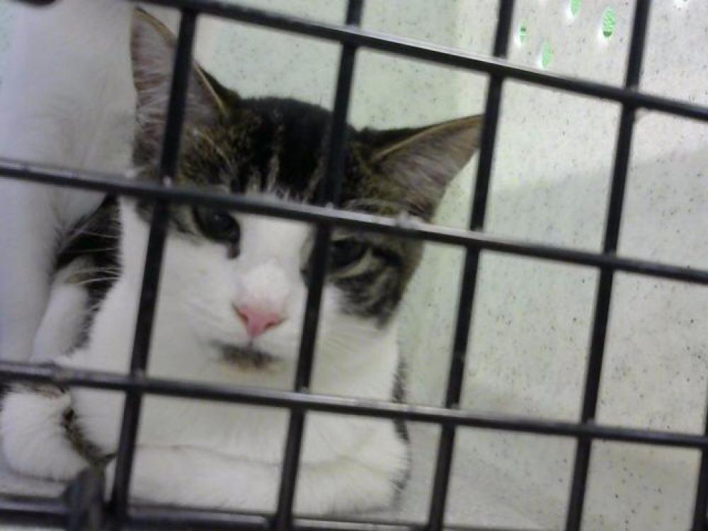 Shelter Stray Female Cat last seen RIVERTRACE APTS- 6 DAYS, Murfreesboro, TN 37129