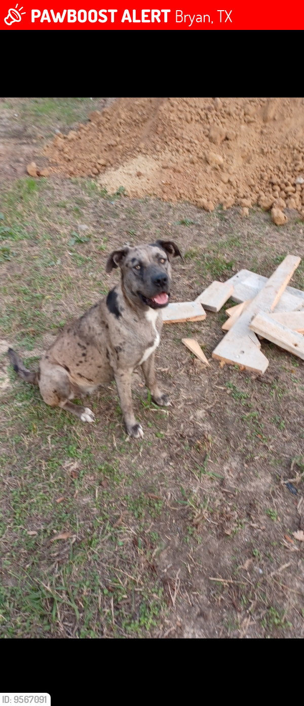 Lost Female Dog last seen Near Bart Rd (off of OSR), Bryan, TX 77807