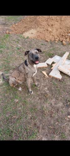Lost Female Dog last seen Near Bart Rd (off of OSR), Bryan, TX 77807