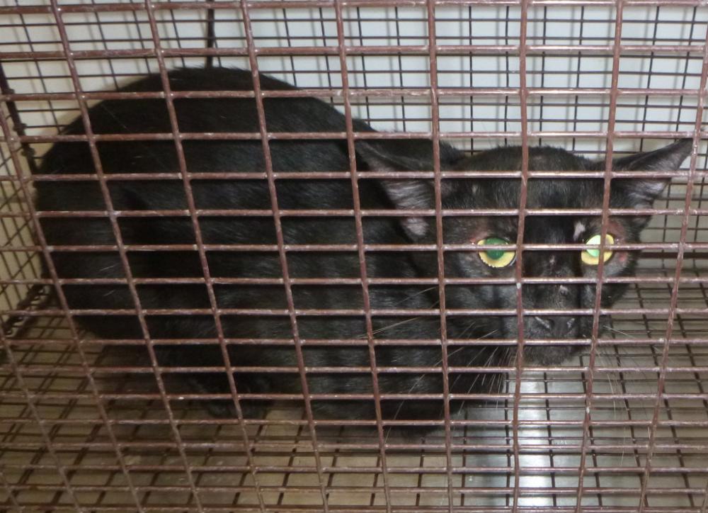 Shelter Stray Male Cat last seen St. Nazaire Road, BROUSSARD, LA, 70518, Lafayette, LA 70507