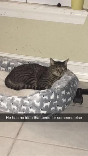 Lost Male Cat last seen Palmetto elementary & picayune state forest , Naples, FL 34117