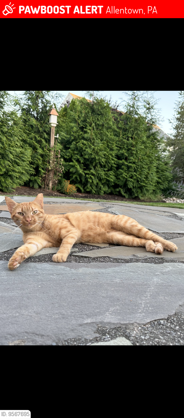 Lost Male Cat last seen Springwood Drive & N 36th Street Allentown PA, Allentown, PA 18104