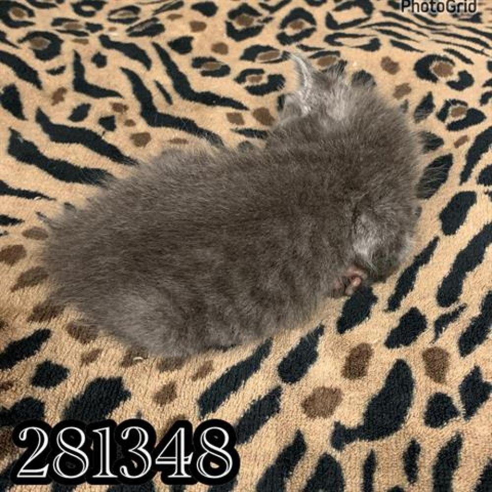 Shelter Stray Male Cat last seen BLOOMFIELD WAY, Macon, GA 31216
