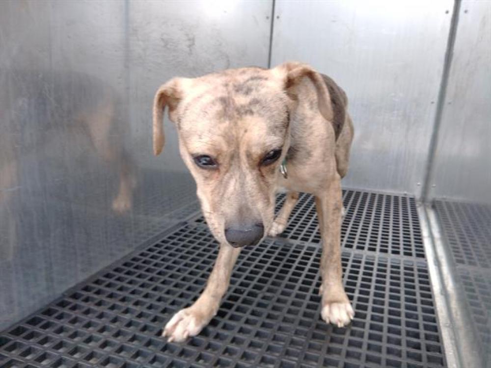 Shelter Stray Male Dog last seen Near BLOCK N FEDERAL HWY, HOLLYWOOD FL 33020, Davie, FL 33312