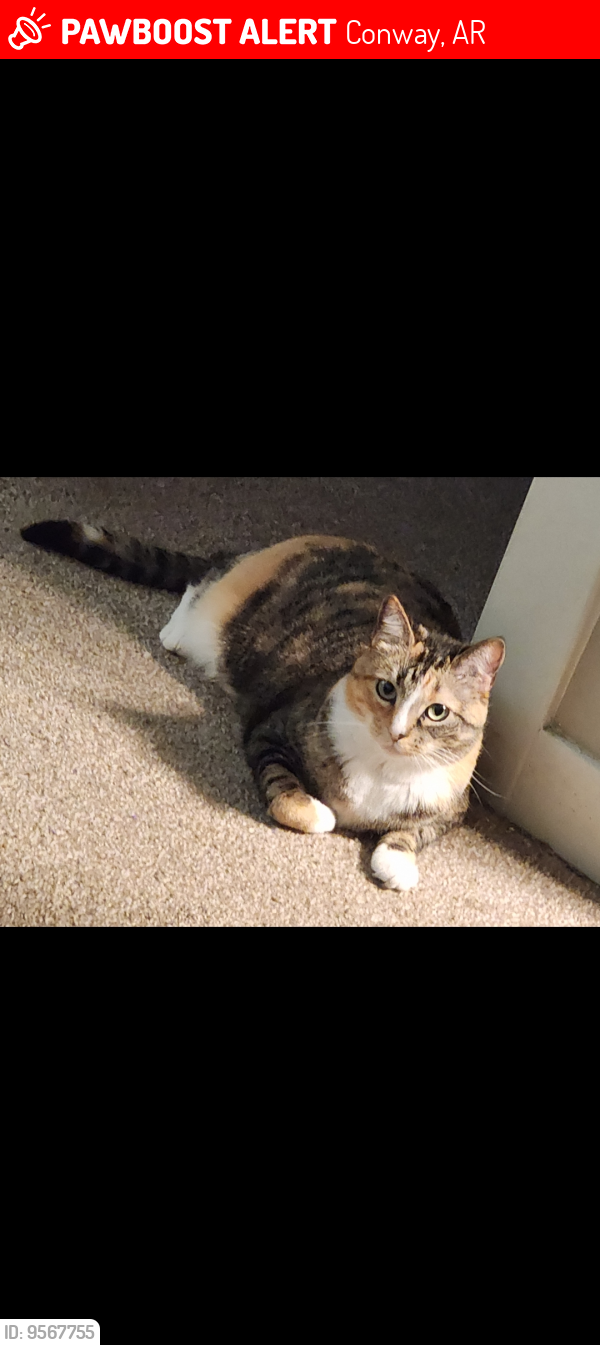 Lost Female Cat last seen Near Hundred Place apmts , Conway, AR 72034