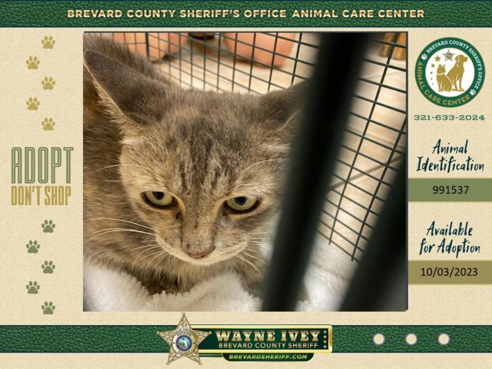 Shelter Stray Unknown Cat last seen Near Lamplighter Drive NW, PALM BAY, FL, 32907, Melbourne, FL 32934