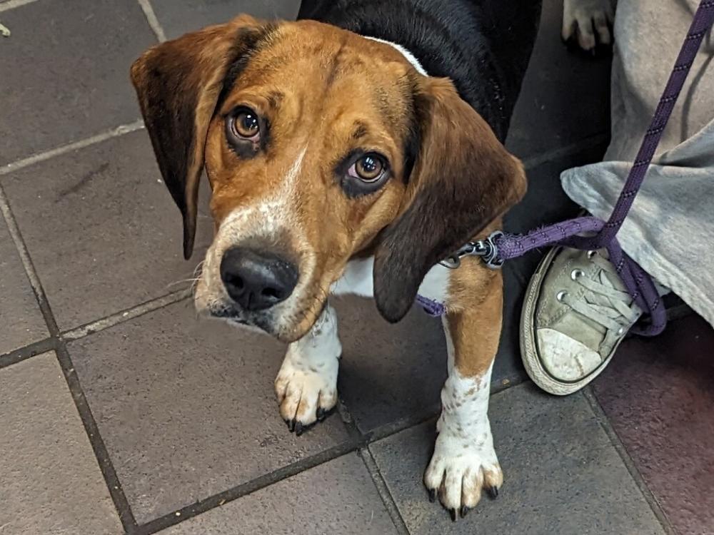 Shelter Stray Male Dog last seen 101st Street, CORONA, NY, 11368, New York, NY 10029