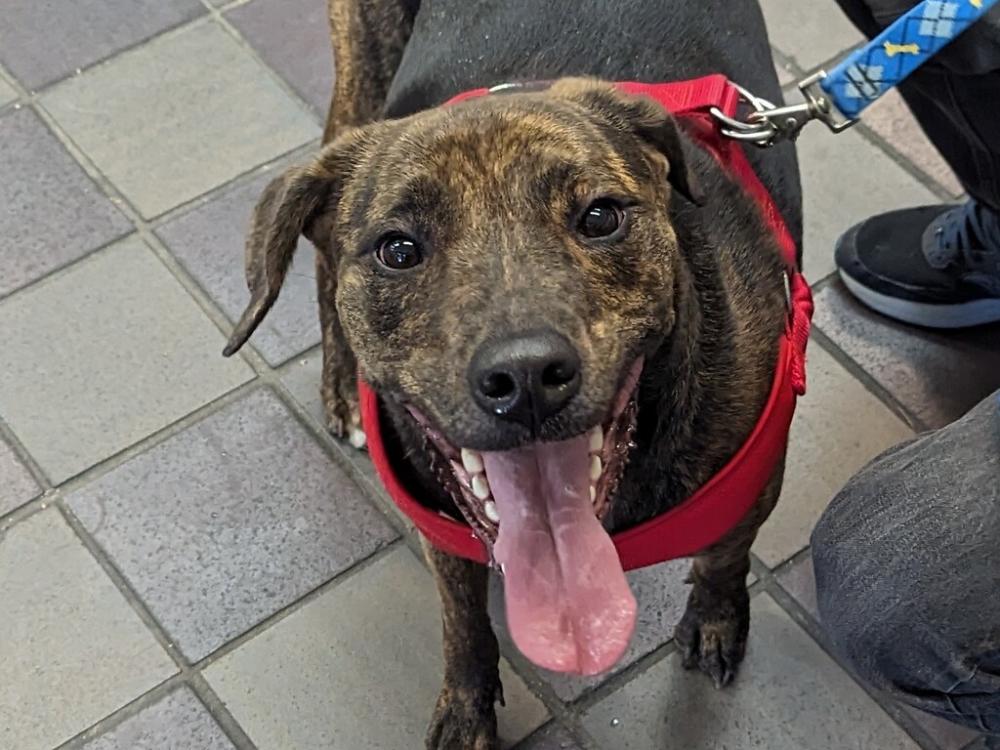 Shelter Stray Female Dog last seen Grand Central Parkway, FLUSHING, NY, 11354, New York, NY 10029