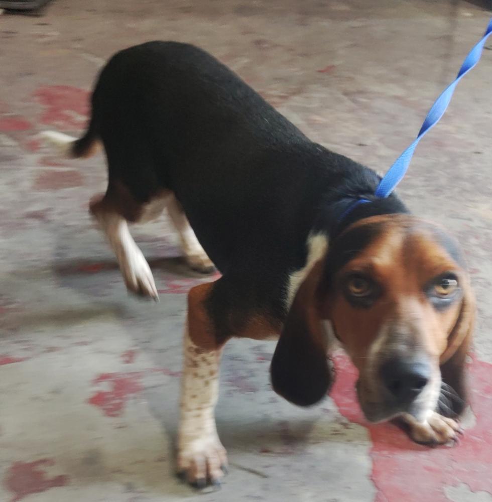 Shelter Stray Male Dog last seen Near Ambassador Caffery Parkway, BROUSSARD, LA, 70518, Lafayette, LA 70507