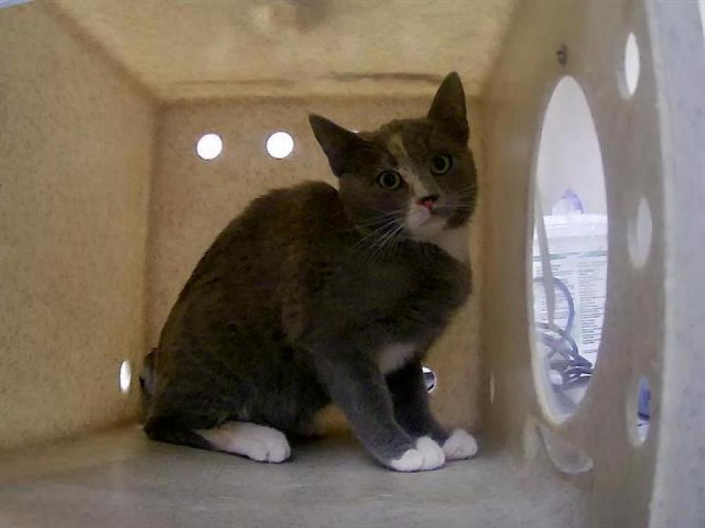 Shelter Stray Female Cat last seen Near BLOCK STANFORD WAY, SPARKS NV 89431, Reno, NV 89502