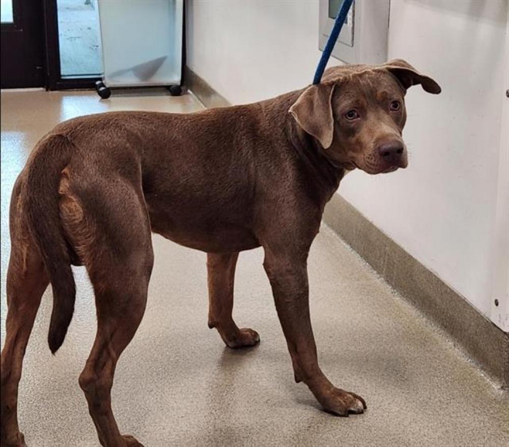 Shelter Stray Male Dog last seen Near BLOCK FL-7, MARGATE, FLORIDA, Davie, FL 33312