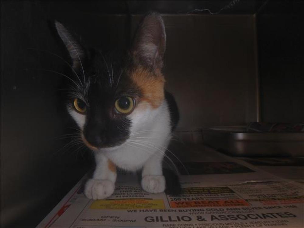 Shelter Stray Female Cat last seen , Chatsworth, CA 91311