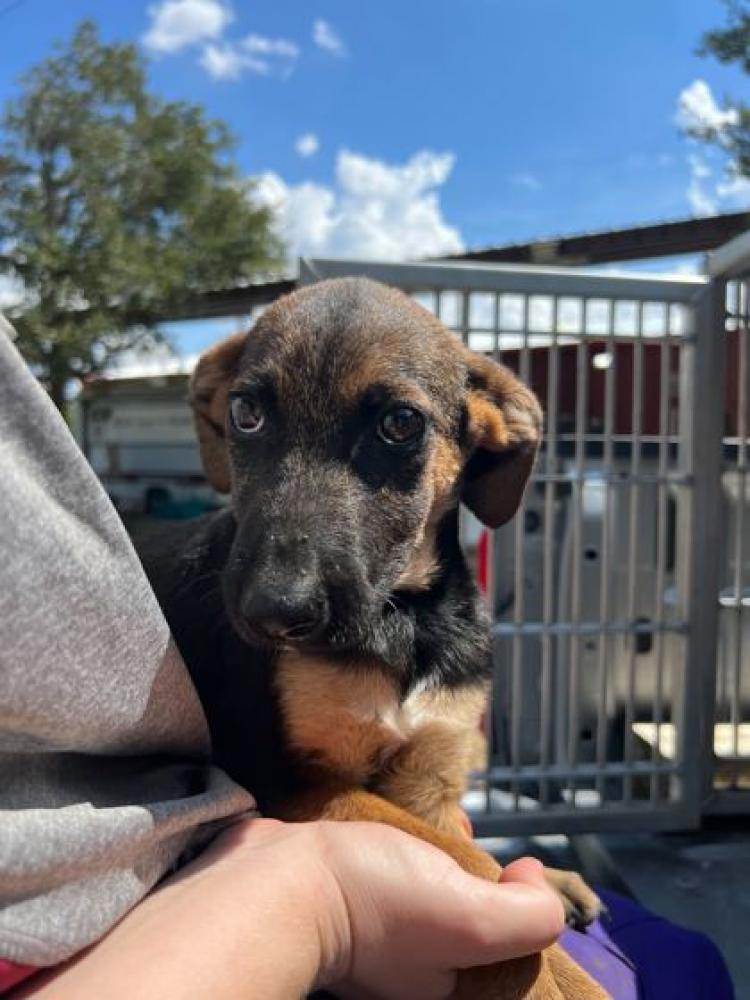 Shelter Stray Male Dog last seen Brazos County, TX 77808, Bryan, TX 77807