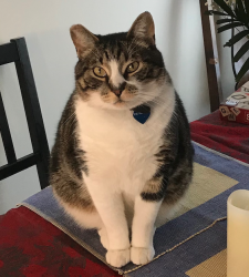 Lost Male Cat last seen Argyll 67 Ave, Edmonton, AB T6E 0N1