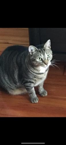 Lost Male Cat last seen Salisbury Ave/Nassau Blvd, Garden City, NY 11530