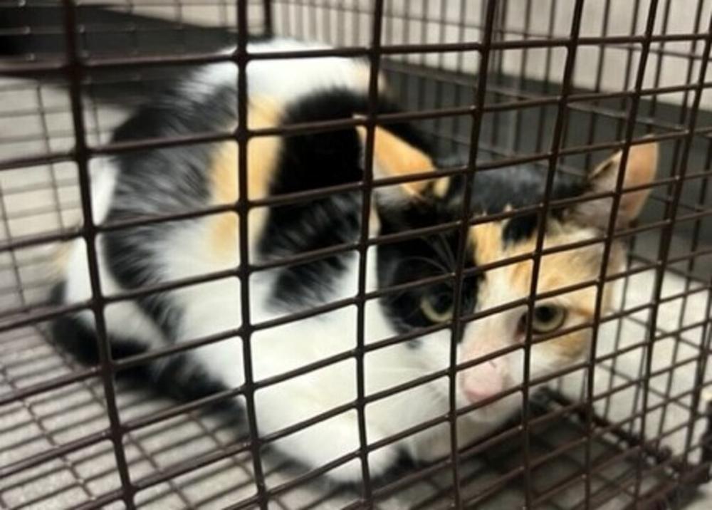Shelter Stray Female Cat last seen Wyman Road, SCOTT, LA, 70583, Lafayette, LA 70507