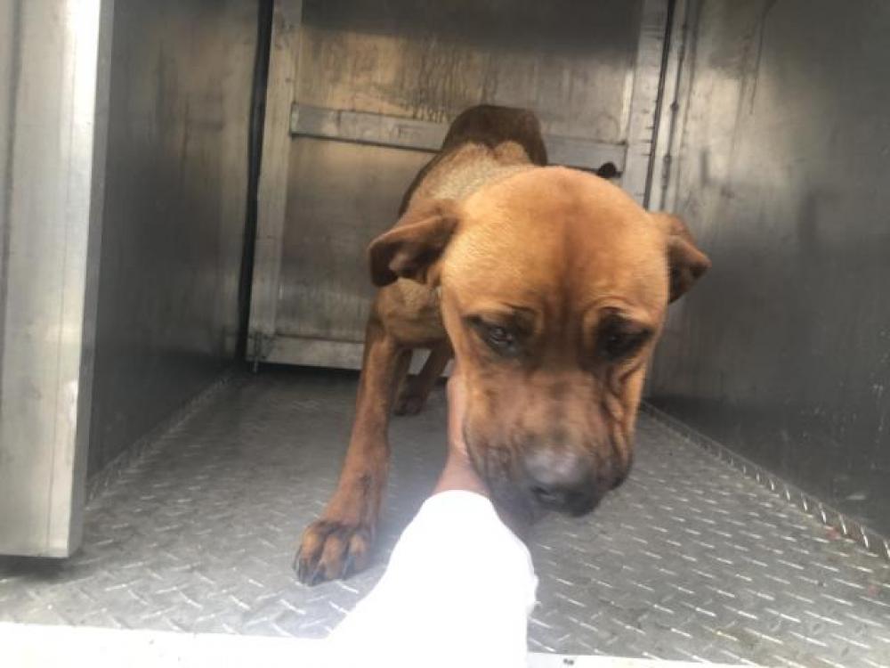 Shelter Stray Male Dog last seen Near BLOCK CLEMENTS ST, DETROIT, MI, Detroit, MI 48211