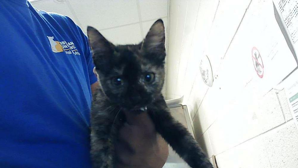 Shelter Stray Female Cat last seen Near BLOCK EVERITTE ST, FAYETTEVILLE NC 28306, Fayetteville, NC 28306