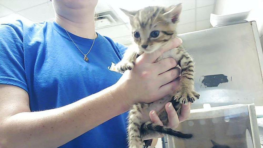 Shelter Stray Male Cat last seen Near BLOCK GILLESPIE ST, FAYETTEVILLE NC 28301, Fayetteville, NC 28306