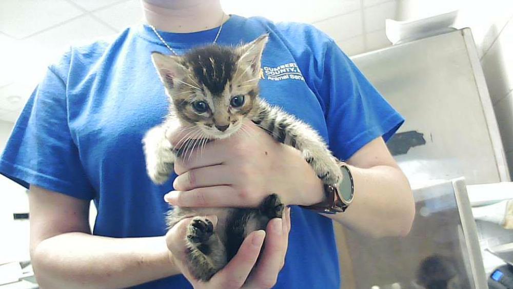 Shelter Stray Male Cat last seen Near BLOCK GILLESPIE ST, FAYETTEVILLE NC 28301, Fayetteville, NC 28306