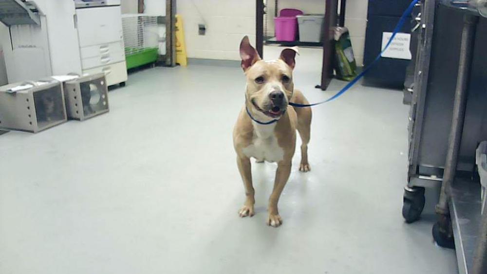 Shelter Stray Male Dog last seen Near BLOCK WADE STEDMAN RD, STEDMAN NC 28391, Fayetteville, NC 28306