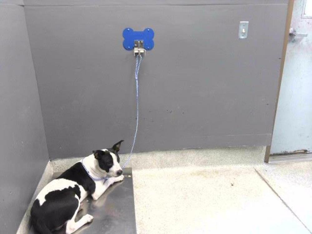 Shelter Stray Male Dog last seen Near BLOCK APALACHEE PKWY, TALLAHASSEE FL 32301, Tallahassee, FL 32311
