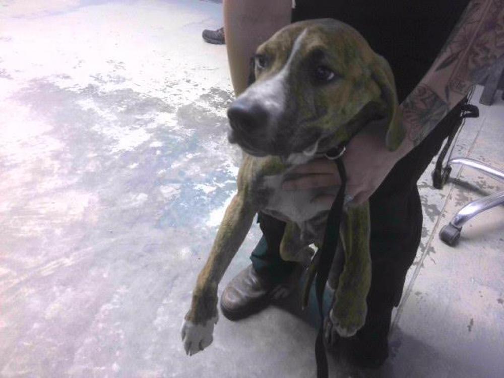 Shelter Stray Male Dog last seen Near BLOCK WAREHOUSE RD, TALLAHASSEE FL 32305, Tallahassee, FL 32311