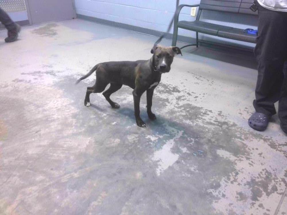 Shelter Stray Female Dog last seen Near BLOCK WAREHOUSE RD, TALLAHASSEE FL 32305, Tallahassee, FL 32311