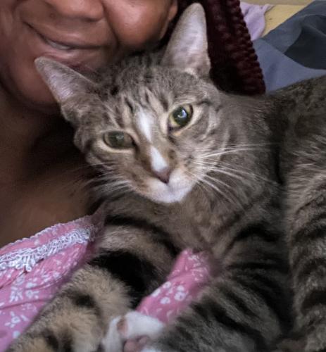 Lost Female Cat last seen Essex and South Chicago , Chicago, IL 60617