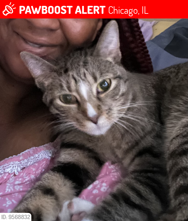 Lost Female Cat last seen Essex and South Chicago , Chicago, IL 60617