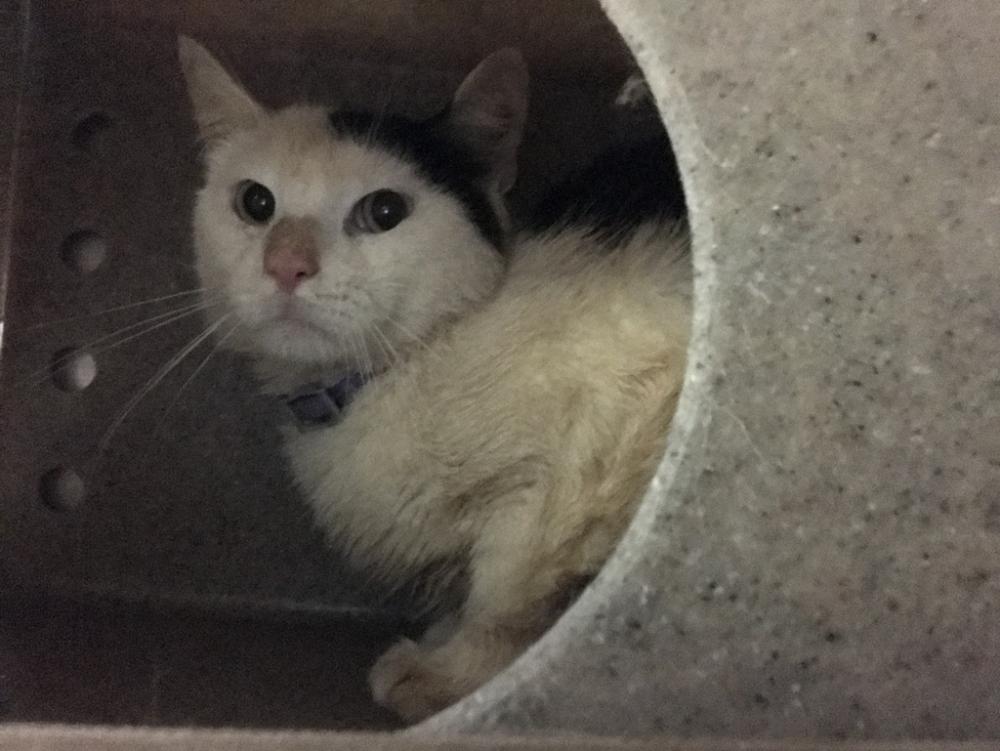Shelter Stray Male Cat last seen Jefferson Avenue, BROOKLYN, NY, 11216, New York, NY 10029