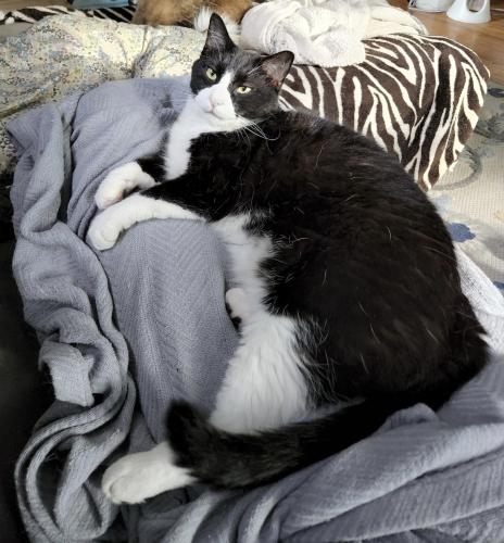 Lost Male Cat last seen 29th Ave S with cross streets 44th St E & 43rd St E, Minneapolis, MN 55406