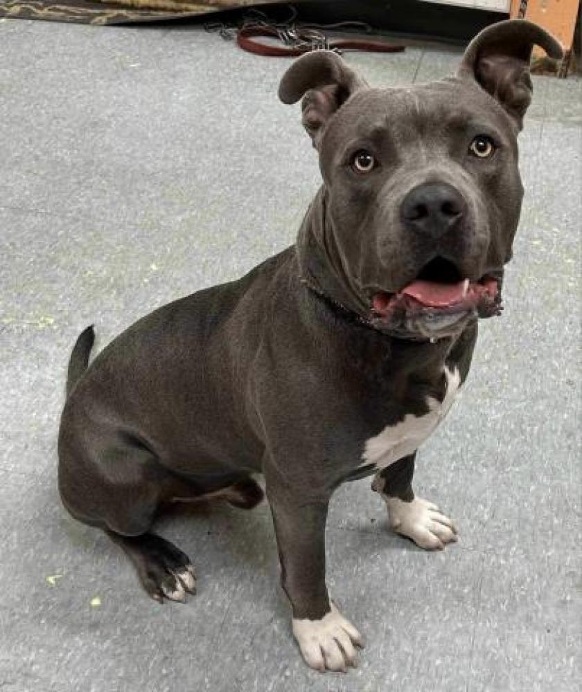 Shelter Stray Male Dog last seen Near BLOCK MUERNBERG, DETROIT, MI 48234, Detroit, MI 48211
