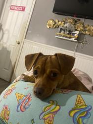 Reunited Female Dog last seen Near ave M, Chicago, IL 60617