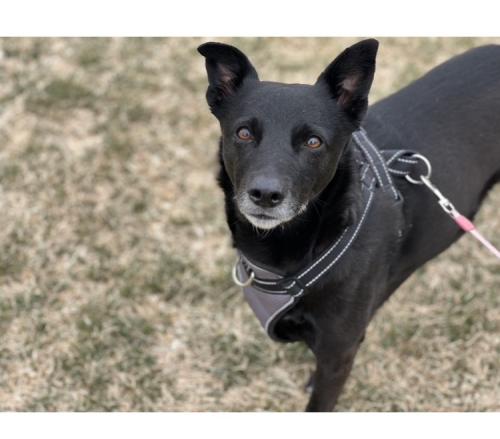 Lost Female Dog last seen Wyoming/Paseo Del Norte area , Albuquerque, NM 87109