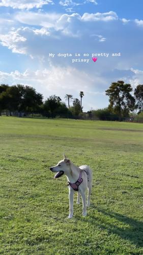 Lost Female Dog last seen Dobson and Guadalupe , Mesa, AZ 85202