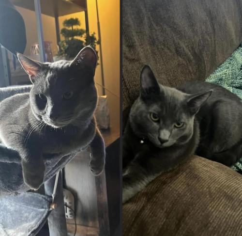 Lost Male Cat last seen Riverside and Applewood Lane, Loves Park, IL 61111