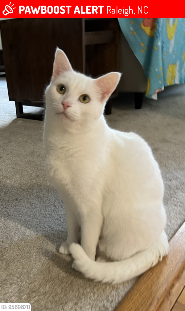 Lost Male Cat last seen Victory Church Rd and Sunnystone Way, Raleigh, NC 27613