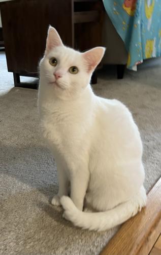 Lost Male Cat last seen Victory Church Rd and Sunnystone Way, Raleigh, NC 27613