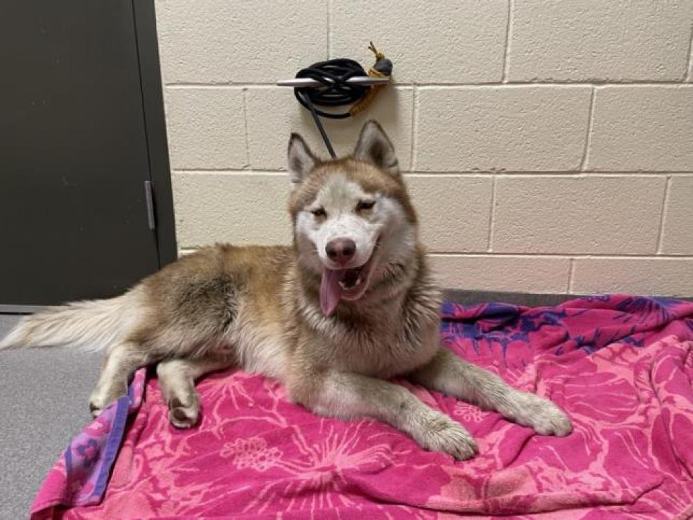 Shelter Stray Male Dog last seen Near BLOCK E 43RD AVE, DENVER CO 80216, Denver, CO 80223