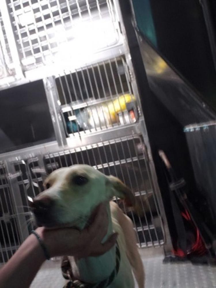 Shelter Stray Female Dog last seen Delhi, OH 45238, Cincinnati, OH 45223