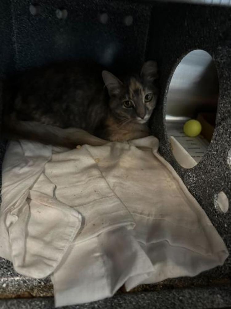 Shelter Stray Female Cat last seen Sevierville, TN 37862, Pigeon Forge, TN 37862