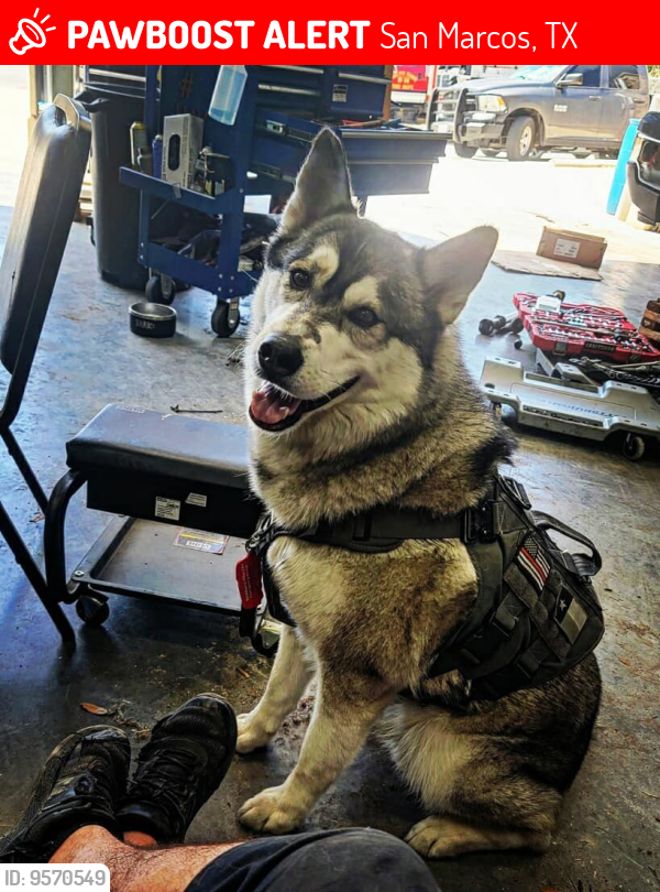 Lost Male Dog last seen San Hays Fire Departmant, San Marcos, TX 78666