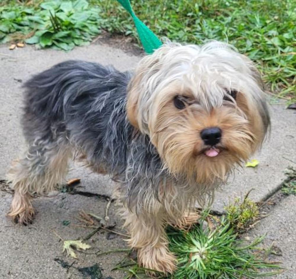 Shelter Stray Female Dog last seen Near BLOCK HURLBUT ST, DETROIT, MI, Detroit, MI 48211