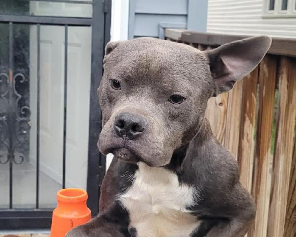 Shelter Stray Male Dog last seen Near BLOCK HURLBUT ST, DETROIT, MI, Detroit, MI 48211