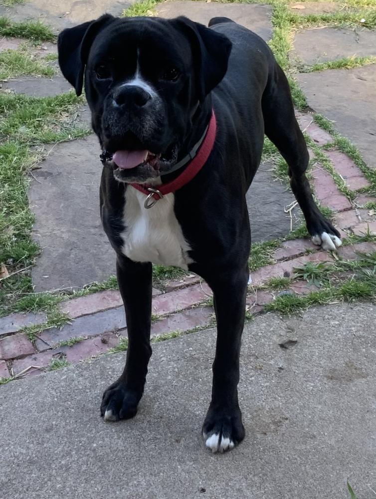 Reunited Male Dog last seen E Mitc St & Collins (UTA Area) Arlington , Arlington, TX 76010